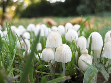 mini mushrooms ayaka flickr