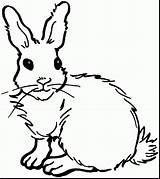 Jack Rabbit Drawing Coloring Pages Getdrawings sketch template