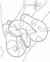 Boa Constrictor Coloring Pages Line Kids Python Clipart Cliparts Adults Color Library Printable Print Drawings Snake Google Getcolorings Designlooter Boas sketch template