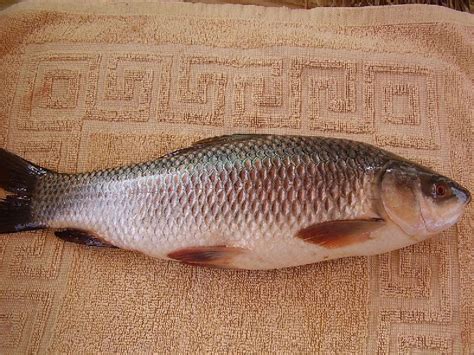 katla mirgal rohu fish manufacturer  kandhamal odisha india  jeet