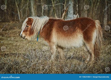 brown pony stock image image  pony fauna