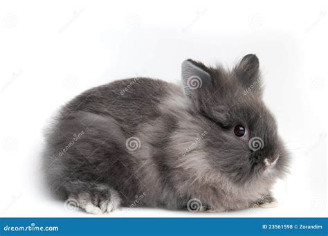 klein zwart konijntje op witte achtergrond stock foto image  huisdier knaagdier