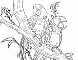 Macaw Hyacinth Swear Designlooter Macaws Coloring sketch template