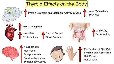 hyperthyroidism  hypothyroidism symptoms thyroid disease chart