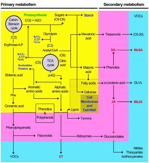 plant metabolism  simplified overview   plant primary yellow