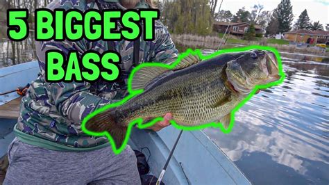 Top 5 Biggest Bass Caught Big Bass 2021 Youtube