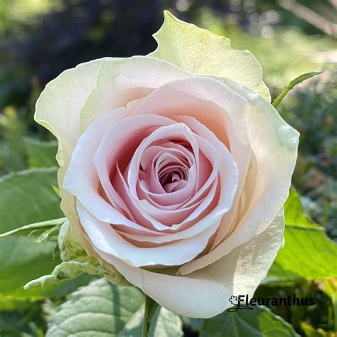 roze roos fleuranthus