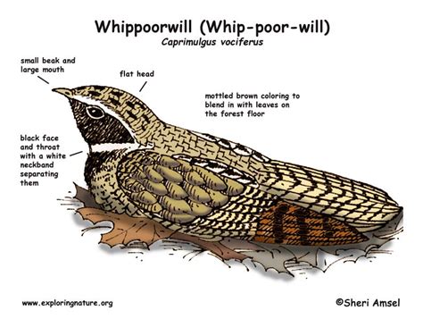 simply living whippoorwill  heard seldom