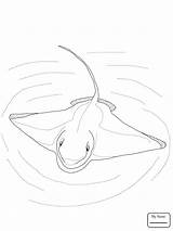 Manta Ray Drawing Coloring Getdrawings sketch template