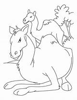 Camel Baby Coloring Pages Mother Kids sketch template