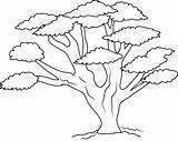 Tree Coloring Clipart Oak Outline Clip Line Cliparts Drawing Sweetclipart Trees Pages Fruits Arts Library Clipground Clipartlook Palm Collection sketch template