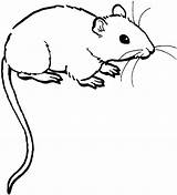 Muis Kleurplaat Muizen Rat Mice Stemmen sketch template