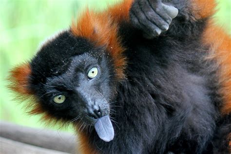 zunge zeigen darf man nicht foto bild tiere zoo wildpark