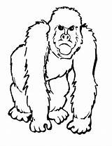 Gorilla Gorila Ausmalbilder Animales Theanimals Affe Querer Otros sketch template