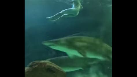 Naked Man Swims With Sharks At Ripley S Aquarium In Canada Vice