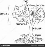 Parts Coloring Plant Tree Morphology Stock Root Illustration Titles Crown System Depositphotos sketch template