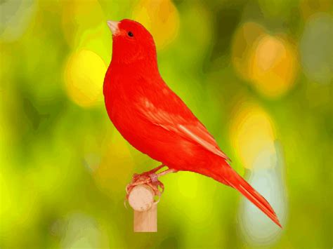 red canaries red factor canaries  amazing facts  info