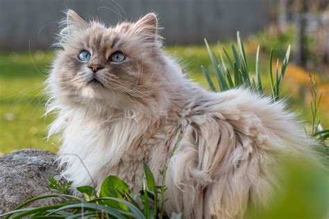 cutest cat breeds readers digest