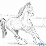 Coloring Marwari Teke Colorear Akhal Regarding Caballo Caballos Ausmalbild Ausdrucken sketch template