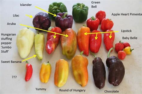 different types of peppers vegetable