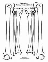 Skeleton Leg Bone Printable Worksheet Anatomy Human Model Ulna Exploringnature Make Pdf Femur Radius Worksheeto Via Diagram sketch template