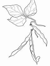 Bean Fagioli Colorare Ausmalbilder Kidney Americani Disegni Supercoloring Bohnen Plant Peas Categorie sketch template