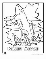 Whale Endangered Humpback Orca Whales Woo America Coloringhome sketch template