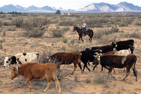 The Desert Friendly Cow A Better Bovine — High Country News Know