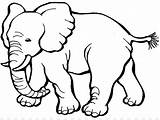 Gajah Mewarnai Kartun Paud Pngdownload Binatang Mamalia Pembibitan Hippopotamus sketch template