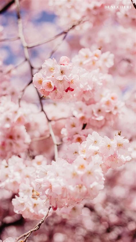 kirschblueten wallpaper  cherry blossom wallpaper photography