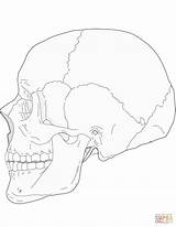 Skull Coloring Human Side Anatomy Pages Drawing Supercoloring Para Dibujo Cráneo Lateral Printable Colorear Vista Humano Choose Board Drawings Bones sketch template