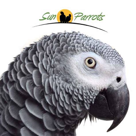catalogo  sun parrots  sun parrots issuu