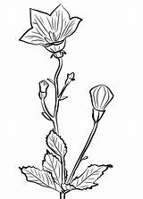 Nettle Bellflower Leaved sketch template