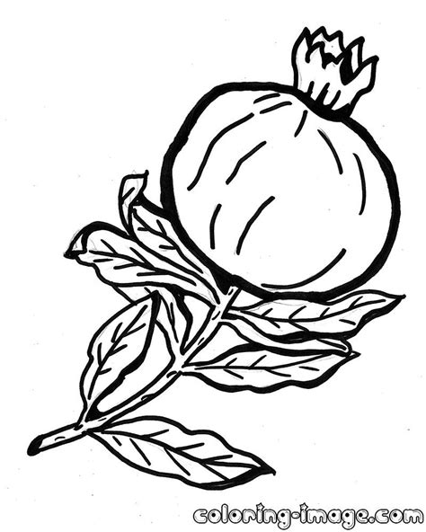 pomegranate drawing  getdrawings