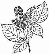 Raspberry Blackberry Raspberries Fructe Kolorowanka Colorat Padure Colouring Zmeura Planse Kolorowanki Captin Might Maliny sketch template
