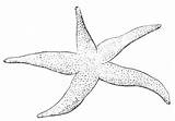 Starfish Coloring Pages Kids Printable sketch template