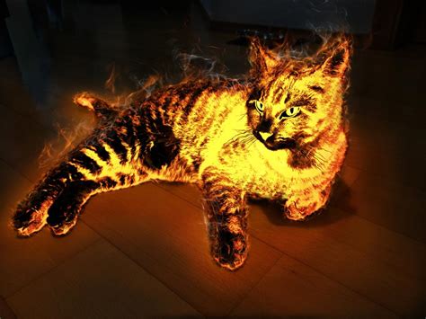 fire cat by burgi595 on deviantart