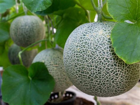 planting cantaloupe   grow cantaloupe melons