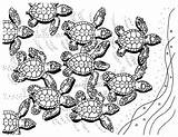 Turtle Turtles sketch template