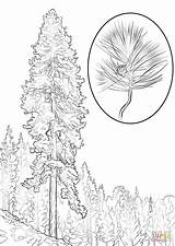 Pine Coloring Pages Tree Ponderosa Printable Trees Realistic Color Kids Flower Drawing Template Montana Designlooter State Supercoloring Books Ipad Tablets sketch template