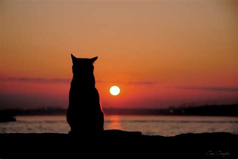 sunset cat   cangoer px