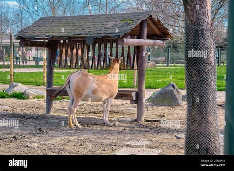 colorful white  brown docket standing   fences donkey