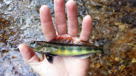 whascom tenn group discovers  fish  tennessee river watershed