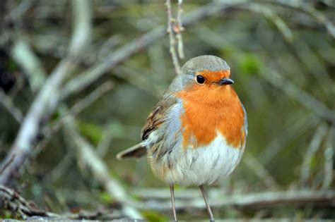 female robin uk identification behaviour  facts