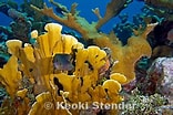 Image result for "millepora Complanata". Size: 156 x 104. Source: www.marinelifephotography.com