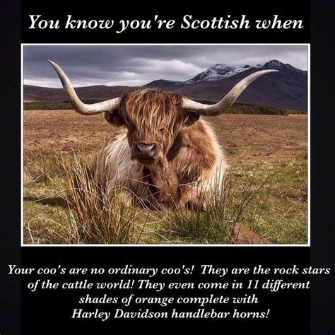 pin by britta mølgaard on all things scottish scottish scottish cow