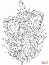 Protea Coloring Pages Flower Colouring Printable Gladiolus Neriifolia South Drawing Drawings Africa Adult Color Printables Proteas Outline Line Supercoloring Painting sketch template