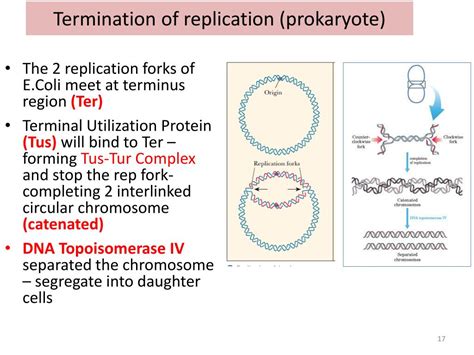 Ppt Replication Of Dna Powerpoint Presentation Free Download Id