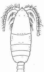 Afbeeldingsresultaten voor "pleuromamma Xiphias". Grootte: 95 x 246. Bron: copepodes.obs-banyuls.fr