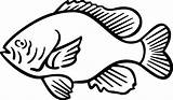Sunfish Drawing Clipart Outline Getdrawings Coloring Clipground sketch template